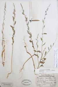 Herbarium Sheet of RSA 183967